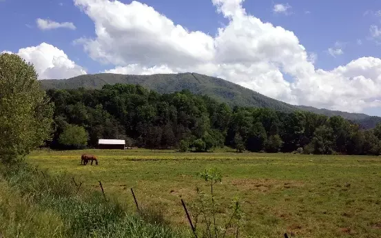 horse in pasture surrounded by mountains