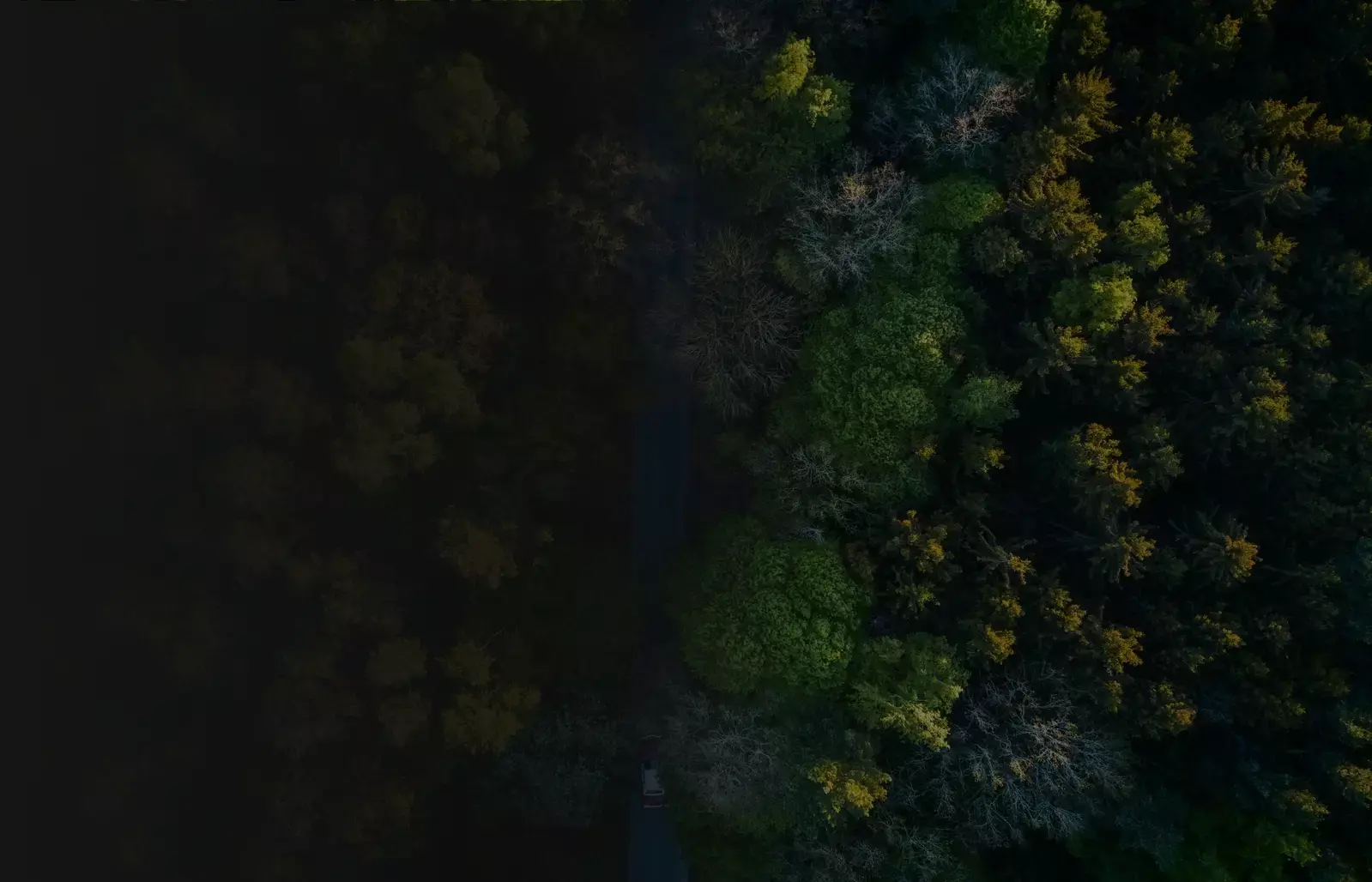 aerial view of green treetops