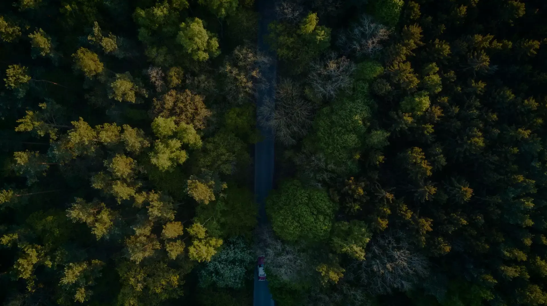 aerial view of a forest of green trees