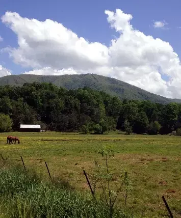 horse in a pasture surrounded by mountains