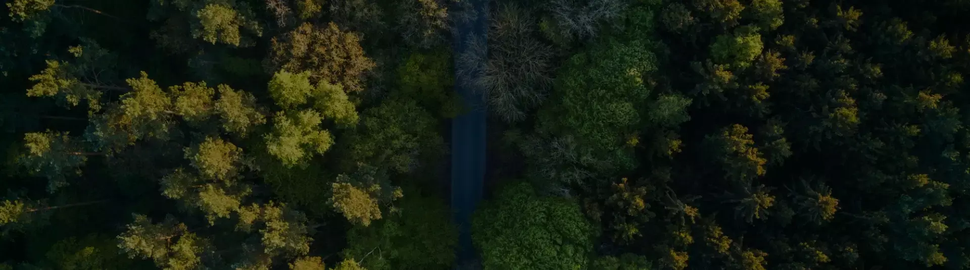 aerial view of treetops