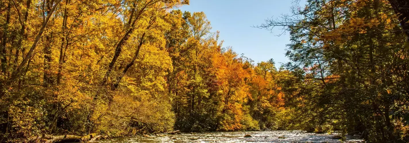 river surrounded by autumn colors