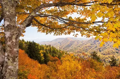 fall in the smoky mountains