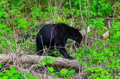 bear in woods