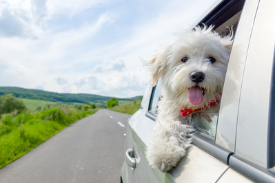 white dog riding in a car 