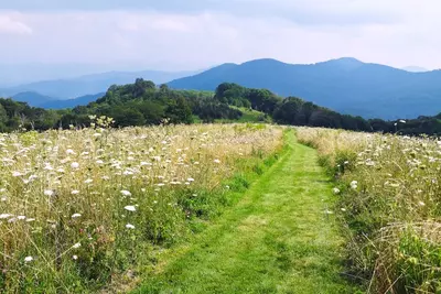 wildflowers in smokies