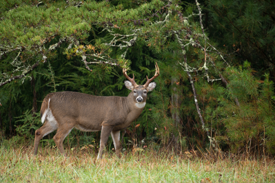 buck in smokies