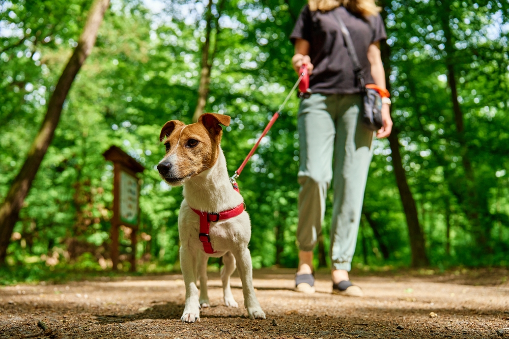 3 Great Places to Walk Your Dog Near Our Pet Friendly Cabin Rentals in Pigeon Forge