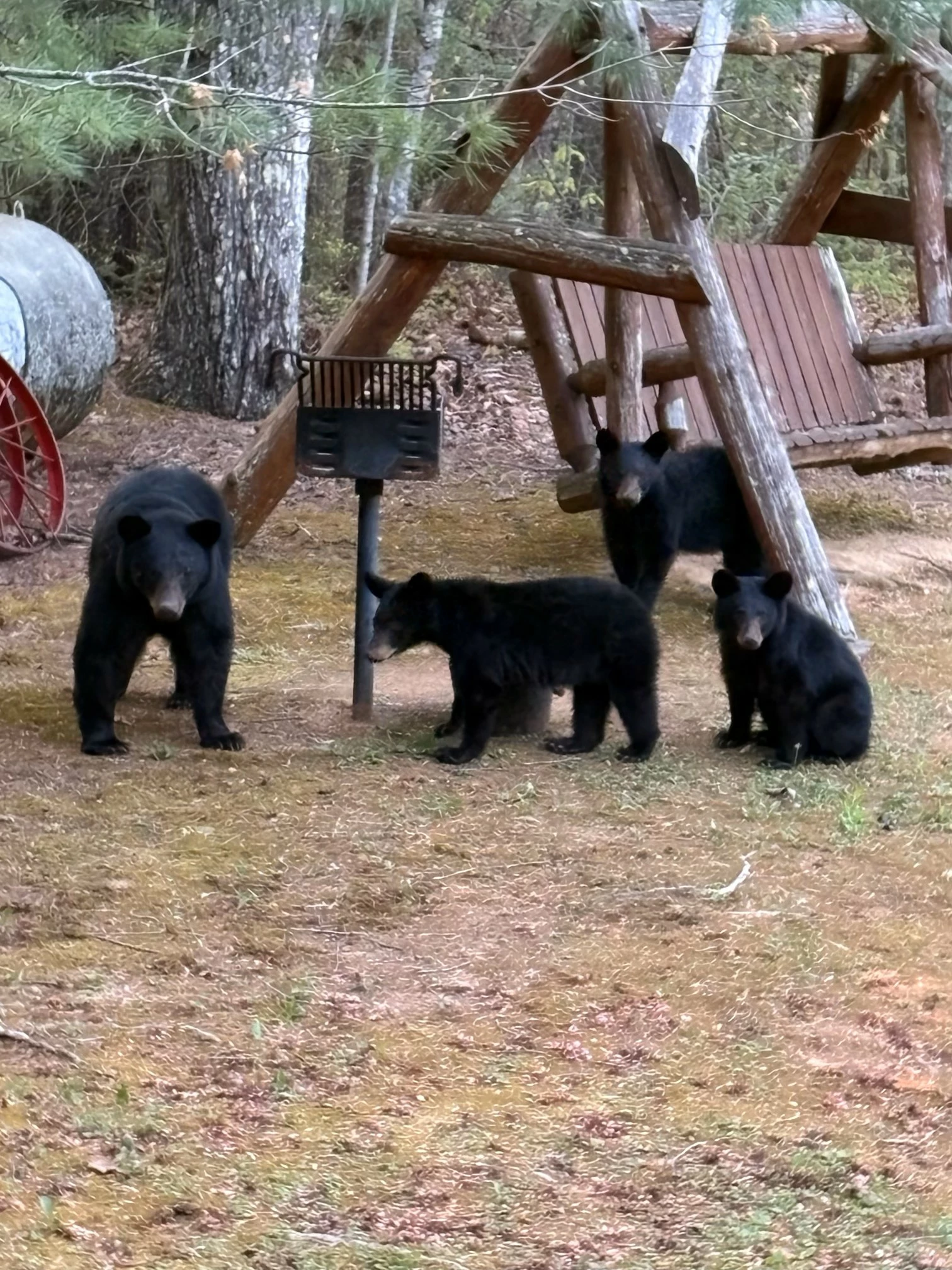 1 Bears Up There