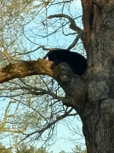 1 Bears Up There 24