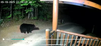 1 Bears Up There 32
