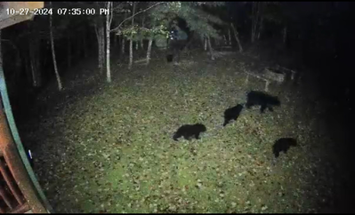 1 Bears Up There 36