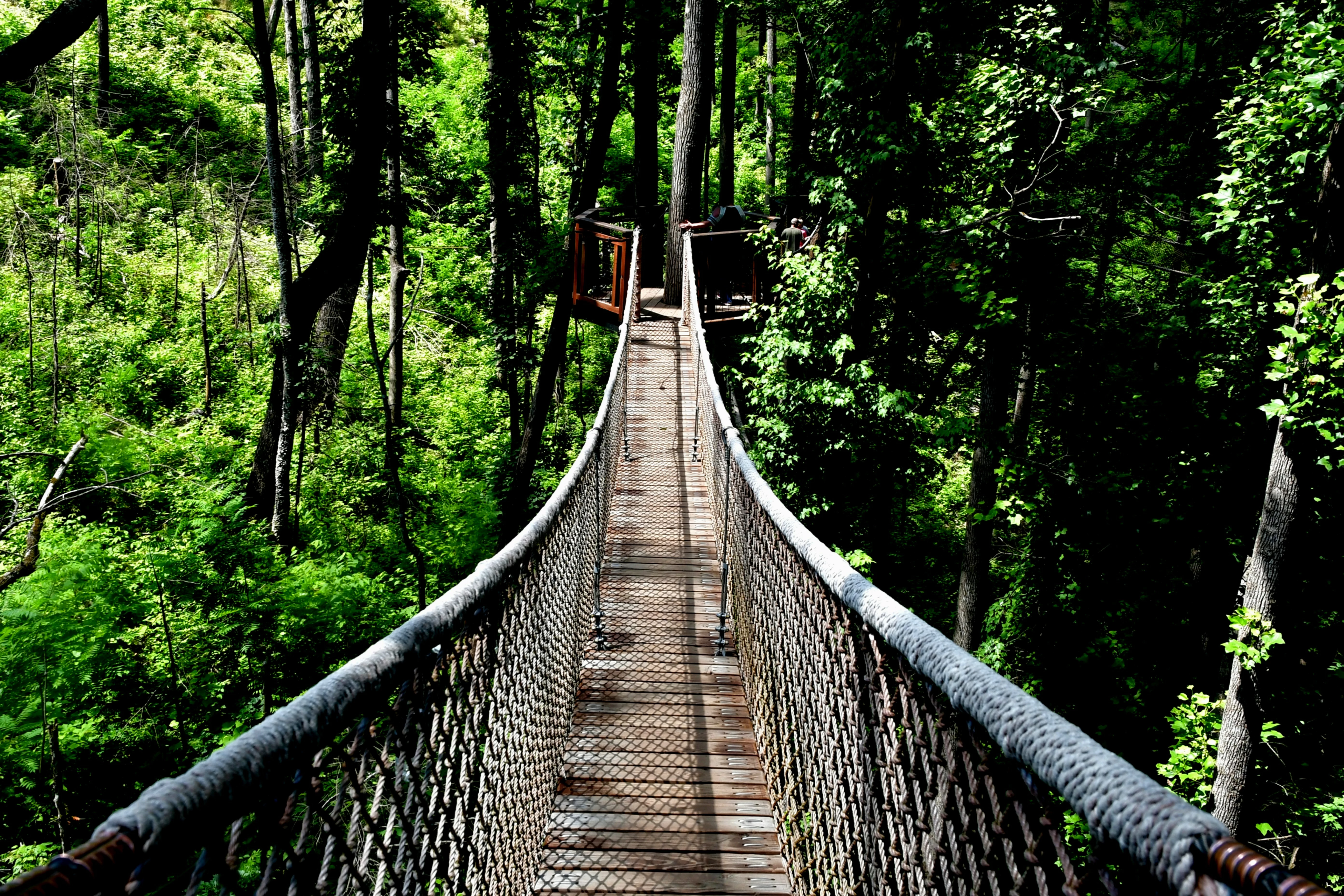 anakeesta attractions - treetop skywalk