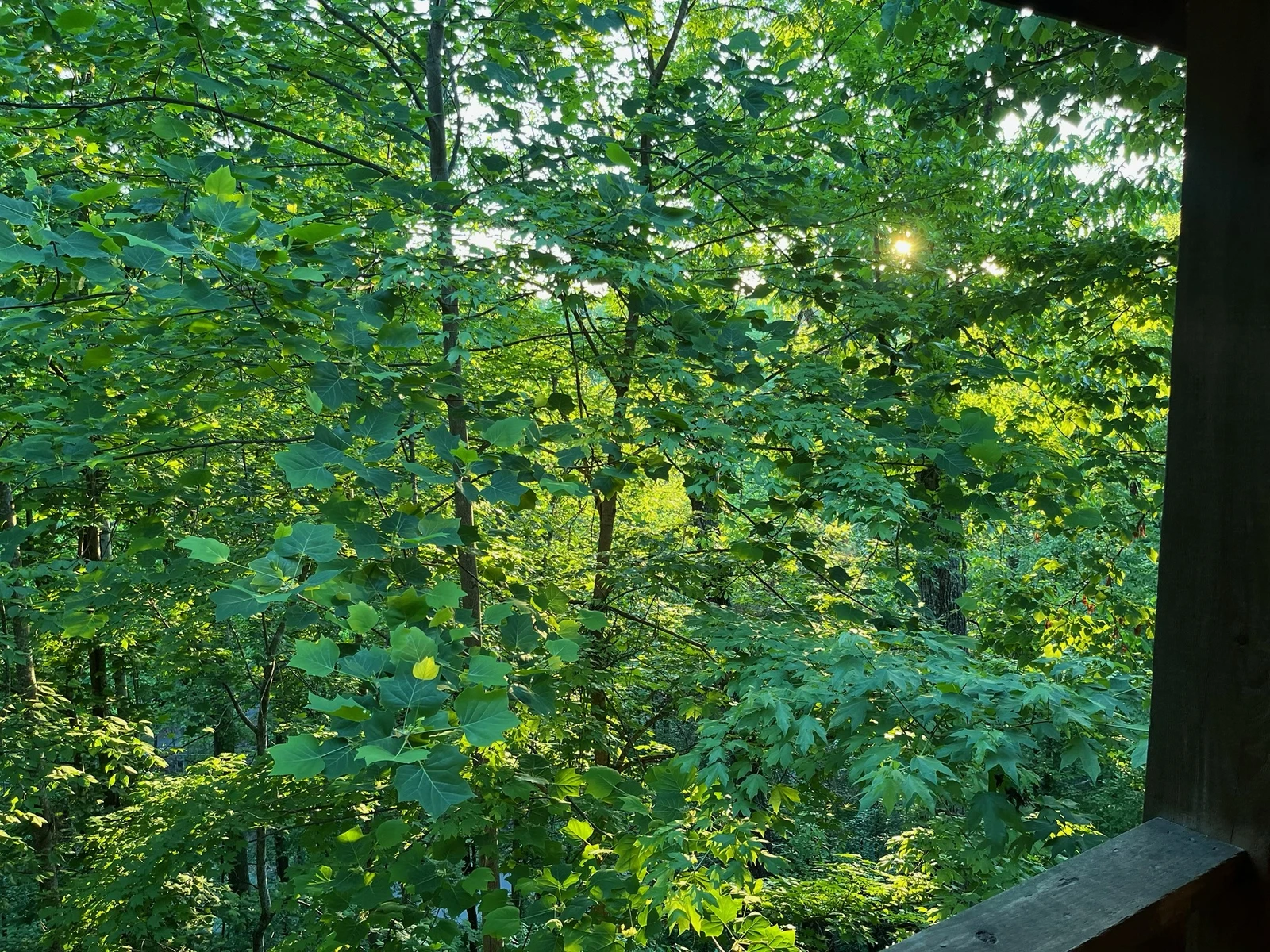 Treetopia Ridge Cabin