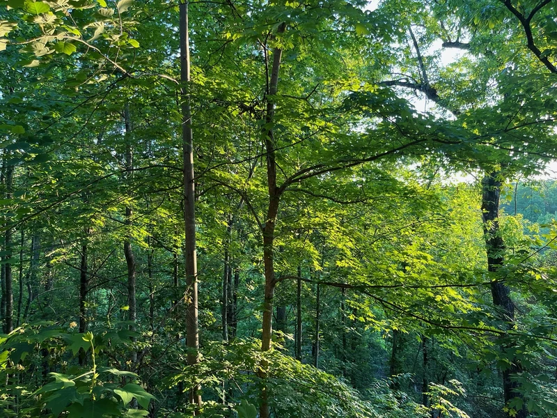 Treetopia Ridge Cabin